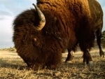 american-bison 12348 600x450 (Medium)
