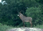 roan antelope 1 (Medium)
